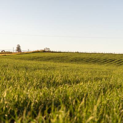 Paddock of Banana Shallots Scottsdale, Tasmania