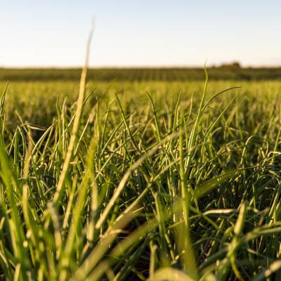 Close up of Banana Shallots in Scottsdale, Tasmania