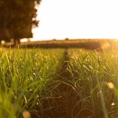 Banana Shallots in Paddock with setting sun at Menlo Fields