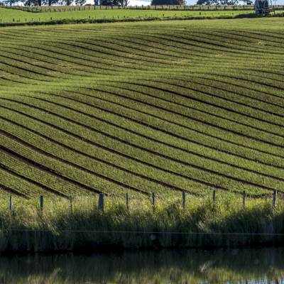 Menlo Fields191121210