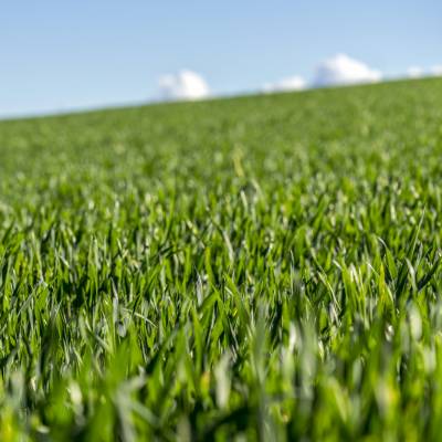 Menlo Fields191121213