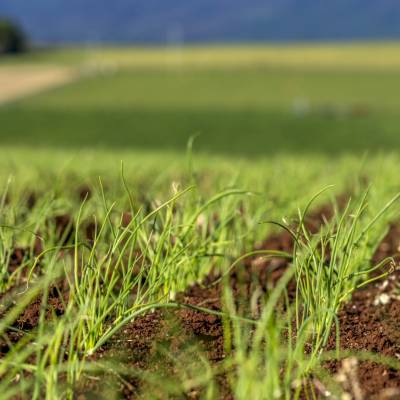 Menlo Fields191121215