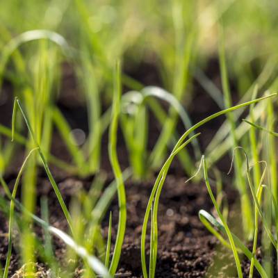 Menlo Fields191121217