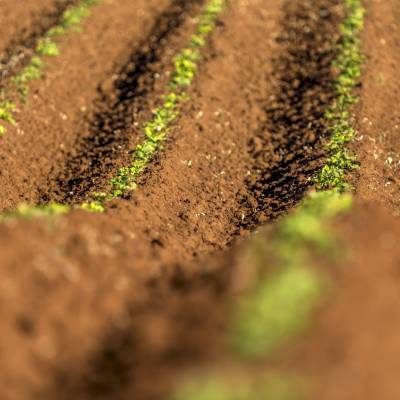 Menlo Fields191121225