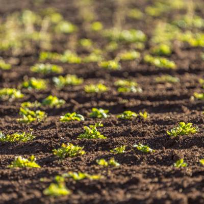 Menlo Fields191121228