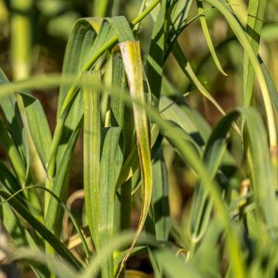 Menlo Fields191121235