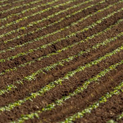 Menlo Fields191121248