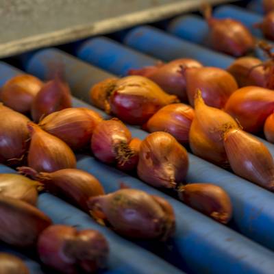 Menlo Fields191121310