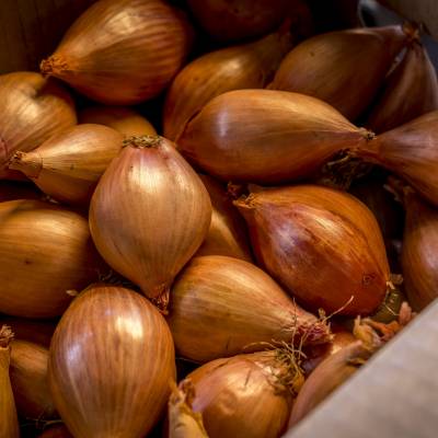 Menlo Fields191121312